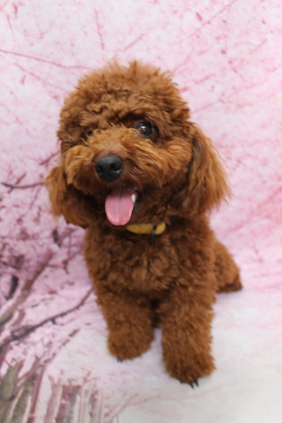 千葉県鎌ヶ谷市のトイプードルのトリミング前画像