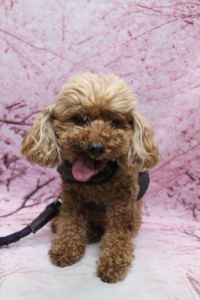 千葉県船橋市のトイプードルのトリミング前画像