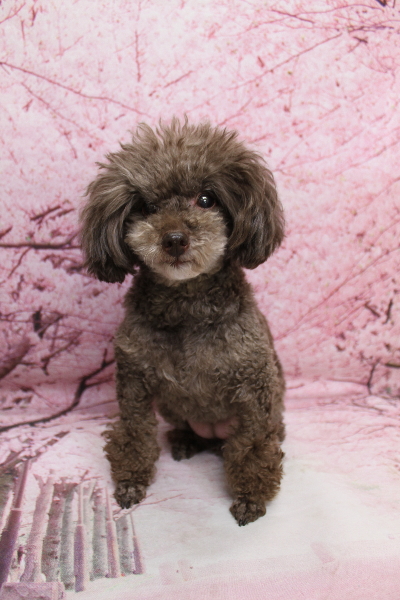 千葉県柏市のトイプードルのトリミング前画像