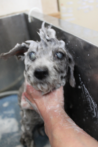千葉県船橋市のトイプードルのシャンプー画像