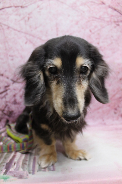 千葉県鎌ヶ谷市のミニチュアダックスのトリミング前画像