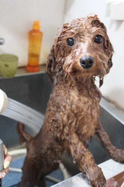 千葉県船橋市のトイプードルのオゾンシャワー画像