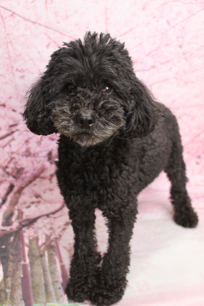 トイプードルブリーダーの成犬、トリミング前画像