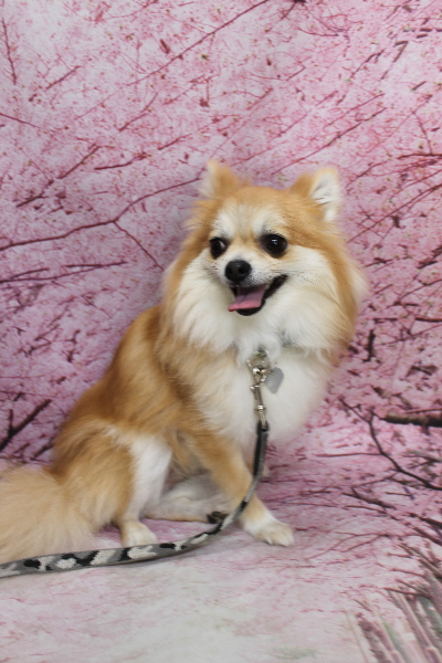 千葉県船橋市のミックス犬のトリミング前画像