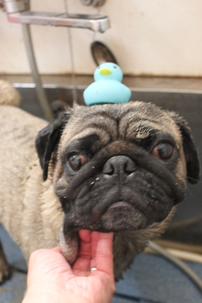 千葉県鎌ケ谷市のパグの泥パック画像