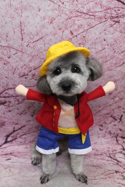 千葉県船橋市のトイプードルのトリミング画像