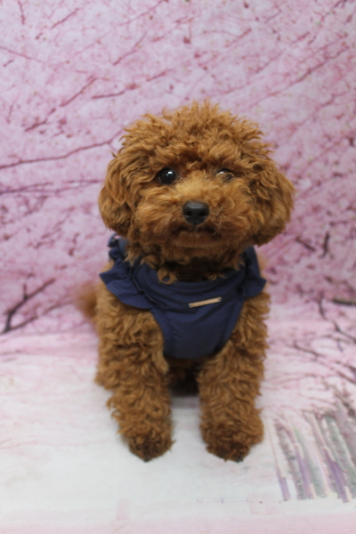 千葉県鎌ケ谷市トイプードルのトリミング前画像