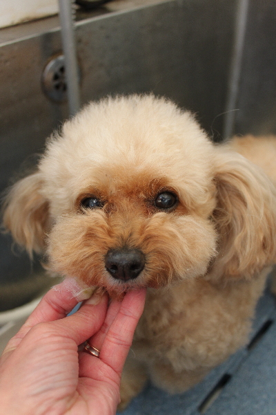 千葉県船橋市のトイプードルの歯磨き画像