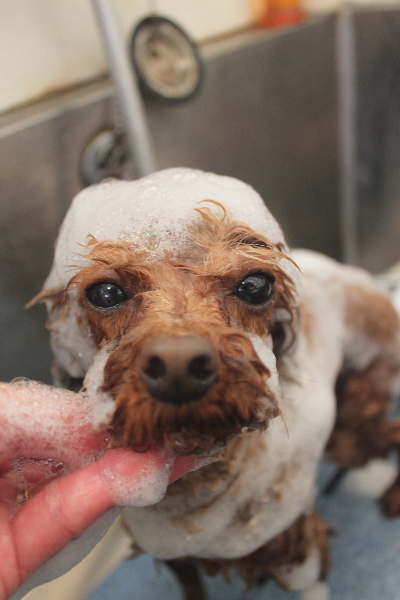 千葉県鎌ケ谷市のトイプードルのシャンプー画像