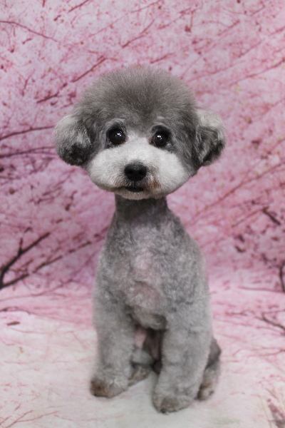 トイプードルブリーダーの成犬、トリミング画像