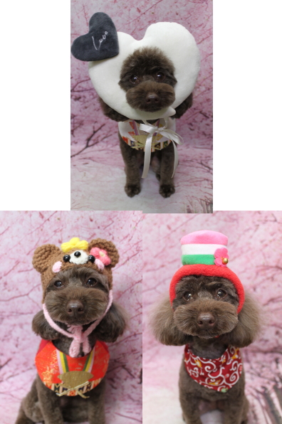 千葉県市川市のトイプードルのトリミング画像