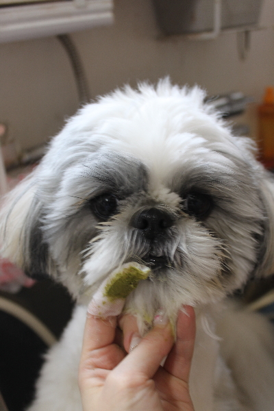 千葉県松戸市のシーズーの歯磨き画像