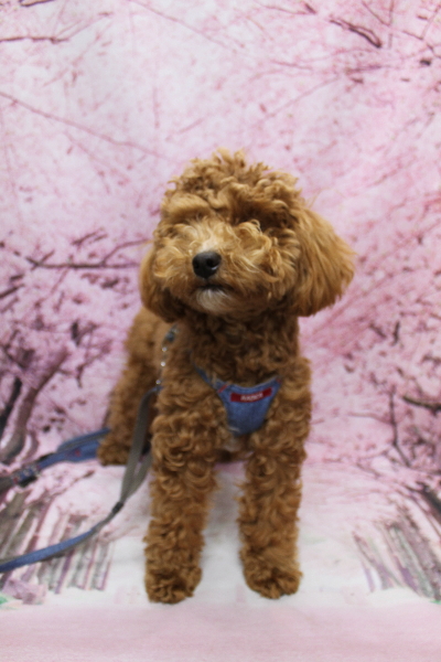 千葉県船橋市のトイプードルのトリミング前画像