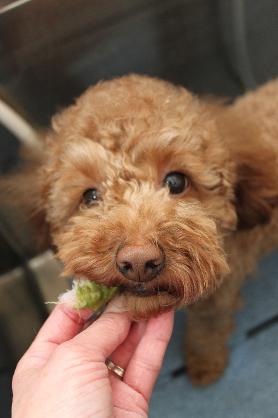 千葉県船橋市のトイプードルの歯磨き画像