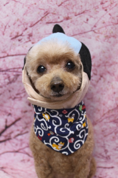 千葉県船橋市のトイプードルのトリミング画像