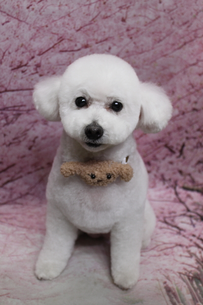 千葉県船橋市のトイプードルのトリミング画像