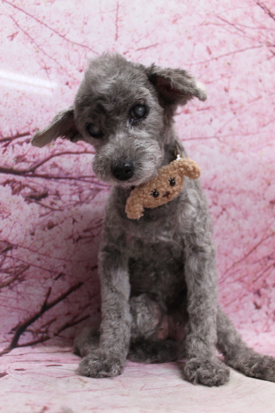 千葉県船橋市のトイプードルのトリミング画像