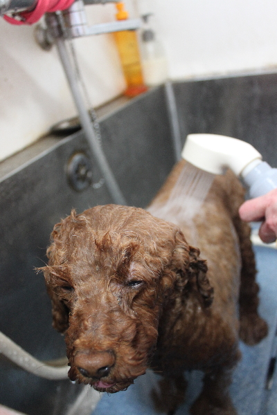 千葉県鎌ケ谷市トイプードルのオゾンシャワー画像