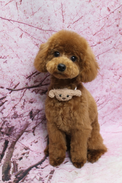 千葉県船橋市のトイプードルのトリミング画像