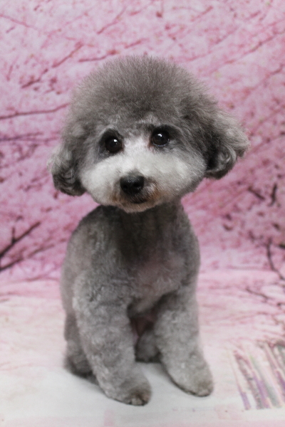 トイプードルブリーダーの成犬、トリミング画像