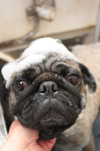 千葉県鎌ケ谷市のパグのシャンプー画像