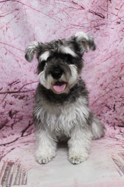 千葉県船橋市のミニチュアシュナウザーのトリミング前画像