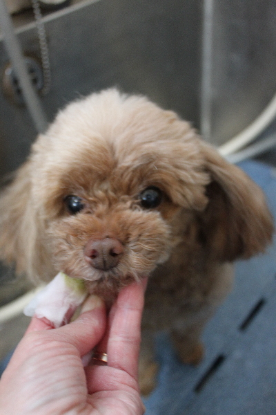 千葉県船橋市のトイプードルの歯磨き画像