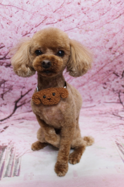 千葉県鎌ケ谷市のトイプードルのトリミング画像