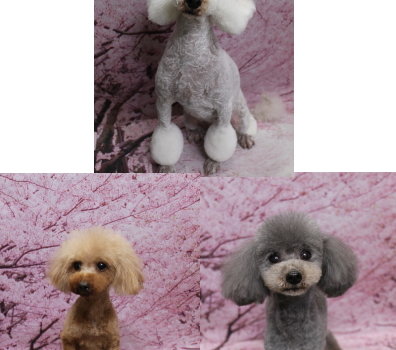 トイプードルブリーダーの成犬、トリミング画像