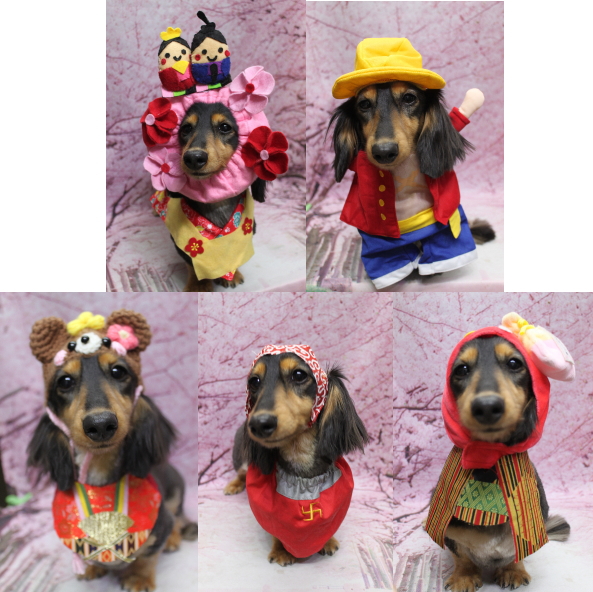 千葉県船橋市のミニチュアダックスのトリミング画像