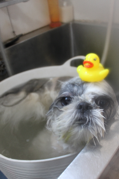 千葉県松戸市のシーズーの炭酸泉画像