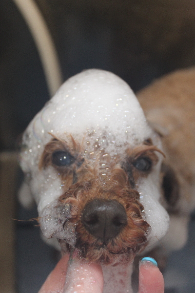 千葉県船橋市のトイプードルのシャンプー画像