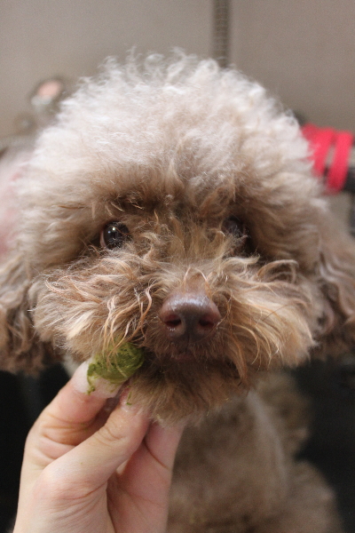 千葉県船橋市のトイプードルの歯磨き画像