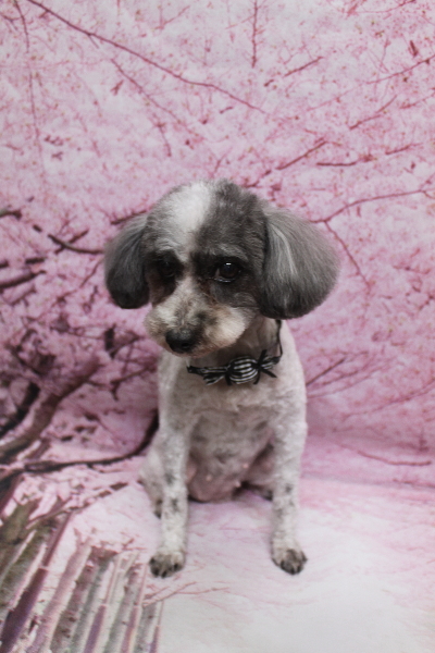 千葉県船橋市のトイプードルのトリミング画像