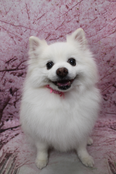 千葉県船橋市ポメラニアンのトリミング画像