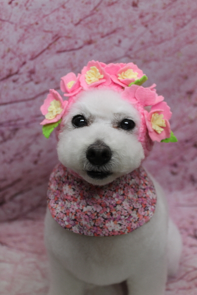 千葉県船橋市のトイプードルのトリミング画像