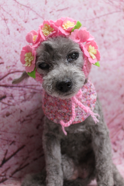 千葉県船橋市のトイプードルのトリミング画像