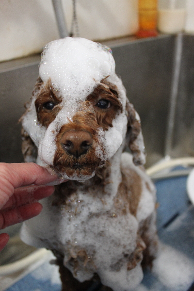 千葉県鎌ケ谷市トイプードルのシャンプー画像