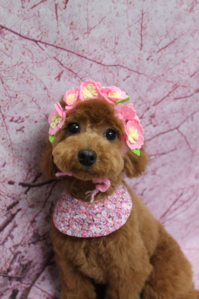 千葉県船橋市のトイプードルのトリミング画像