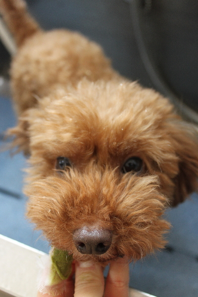 千葉県船橋市のトイプードルの歯磨き画像