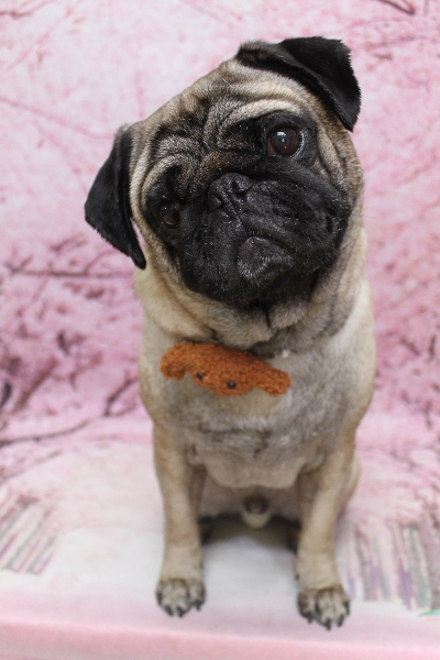 千葉県鎌ケ谷市のパグのトリミング画像