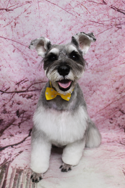 千葉県船橋市のミニチュアシュナウザーのトリミング画像