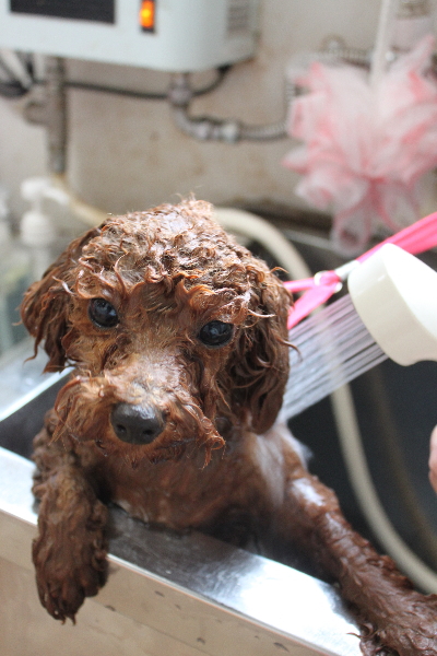 千葉県鎌ケ谷市トイプードルのオゾンシャワー画像