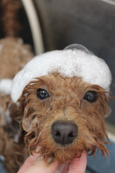 千葉県松戸市のトイプードルのシャンプー画像