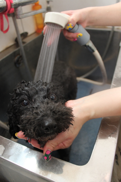 千葉県鎌ヶ谷市のトイプードルのオゾンシャワー画像