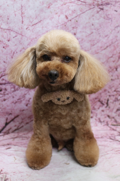 千葉県船橋市のトイプードルのトリミング画像