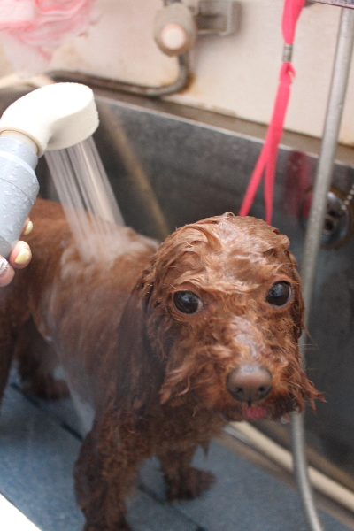 千葉県市川市のトイプードルのオゾンシャワー画像