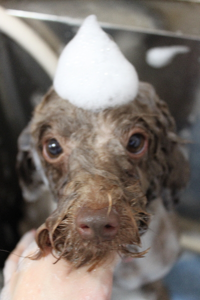 千葉県船橋市のトイプードルのシャンプー画像