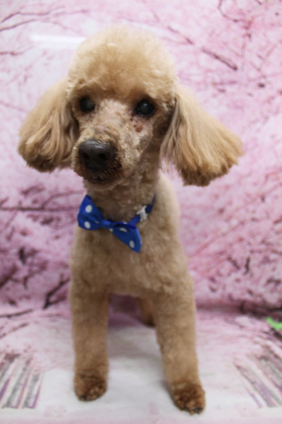 千葉県花見川区トイプードルのトリミング画像