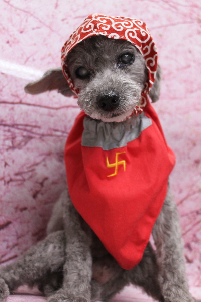 千葉県船橋市のトイプードルのトリミング画像